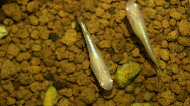 メダカを赤玉土で飼育しよう！（メダカ飼育に大事な底床について考える