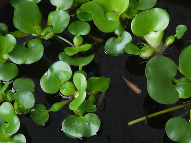 ホテイアオイ ホテイ草の育て方や手入れ 開花 越冬まで 水質浄化でメダカと相性抜群 メダカの飼育 飼い方を知ろう アクアリウムなら大分めだか日和