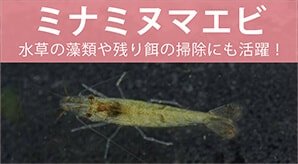 メダカ飼育の初心者が揃えておきたい飼育用品 必見です メダカの飼育 飼い方を知ろう アクアリウムなら大分めだか日和 メダカ飼育の初心者が揃えておきたい飼育用品 必見です メダカの飼育 飼い方を知ろう アクアリウムなら大分めだか日和