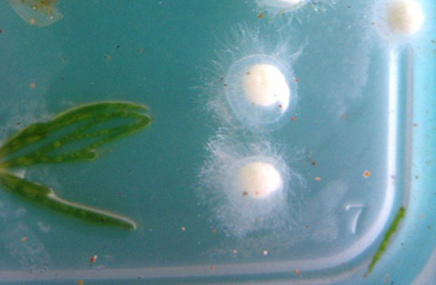 卵 水 メダカ 水道 メダカの卵を孵化させるには水温と水質が超重要！孵化しない卵の孵化率を上げる方法