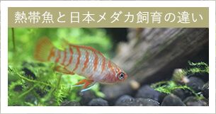 日本メダカ飼育と熱帯魚飼育の違い