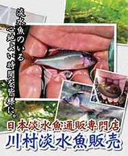川村淡水魚