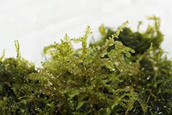 美しい日本の水生苔（コケ）A